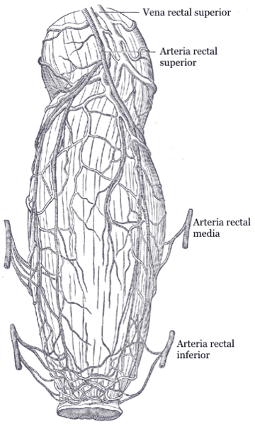 Arteria rectal media