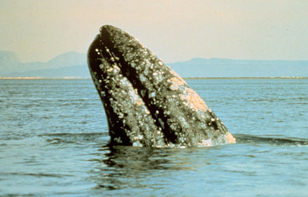 Grey whale spy hopping in Scammon Lagoon