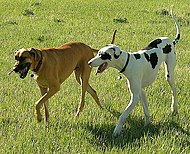 Gul og harlekin Grand danois. Harlekin er sort-hvit-flekket med ren hvit grunnfarge, med sorte flekker jevnt fordelt på kroppen.