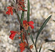 Grevillea bronwenae