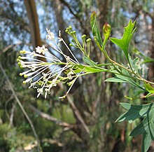 Grevillea manglesii.jpg