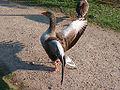 Greylag goose 3.jpg
