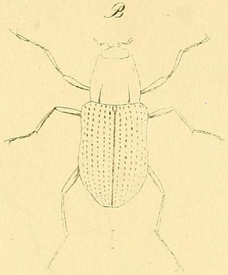 <i>Grouvellinus</i> Genus of beetles