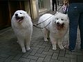 HK Happy Valley King Kwong Street Dogs with Long Hair in White 2.JPG
