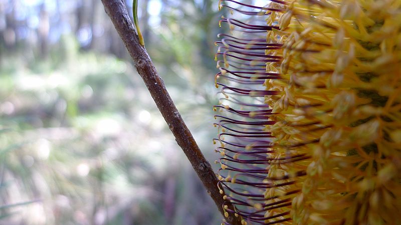 File:Hairpin Banksia hairpins (7486624694).jpg