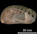 The shell of the marine gastropod Haliotis asinina has fewer than two whorls