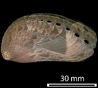 January 20: A sexually mature abalone Haliotis asinina.