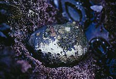The black abalone, Haliotis cracherodii