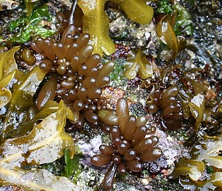 <i>Halosaccion glandiforme</i> Species of alga