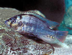 Haplochromis-commutabilis.jpg