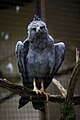 Crowned solitary eagle
