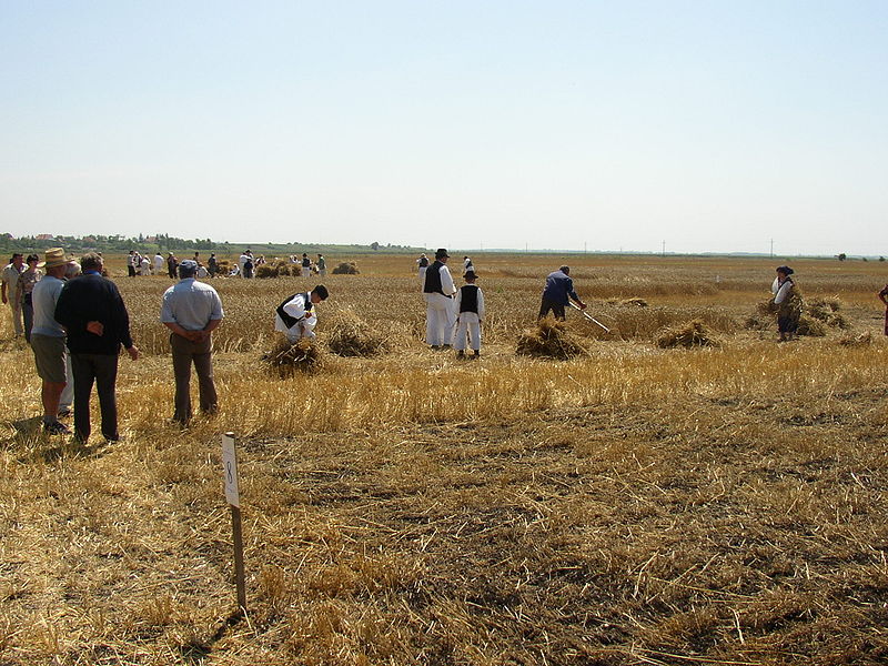 File:Harvest in Skorenovac.jpg