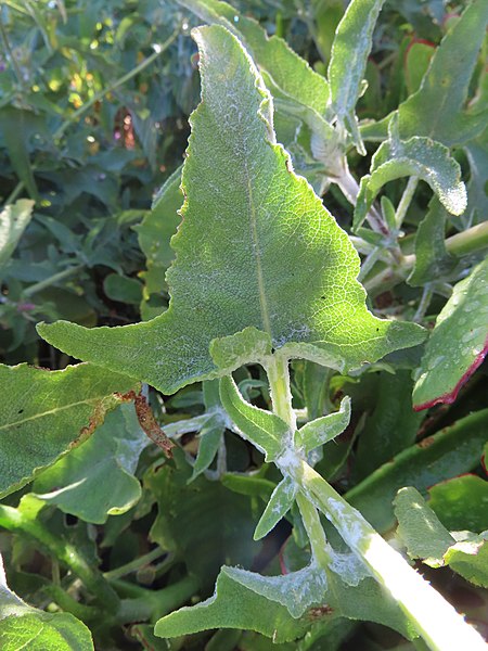 File:Hastate leaf Salvia canariensis IMG 9038.jpg