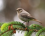 Hausrotschwanz (Phoenicurus ochruros), Fagne de la Petite Roer w Sourbrodt, Ostbelgien (50102297157) .jpg