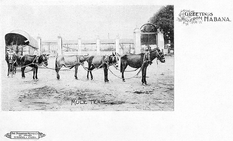 File:Havana - Mule team.jpg