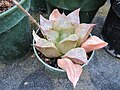 Haworthia comptoniana