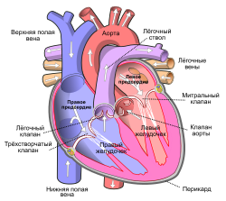 popis srce medicina