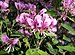 Heartleaf geranium at NBG (18124).jpg