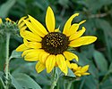 Helianthus petiolaris Plains sunflower.jpg