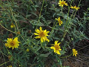 Helianthus Gracilentus