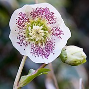 Helleborus × hybridus