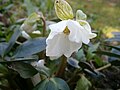 Helleborus niger opening