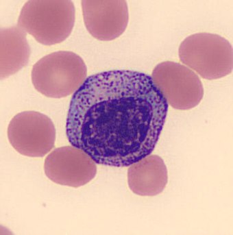 Hem1Myelocyte.jpg