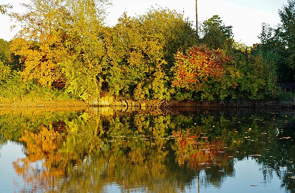 Herbst am Ufer vom Angelsee