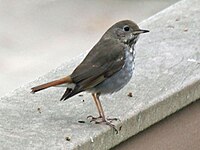 Thrush, Hermit Catharus guttatus