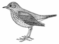 Hermit thrush (PSP).png