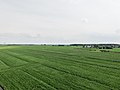 Het witte kerkje is bijzonder Simonshaven vanuit de lucht.jpg