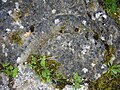 Fossile d'ammonite en creux