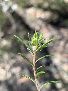 <i>Hibbertia superans</i> Species of flowering plant