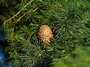 Mature seed cone