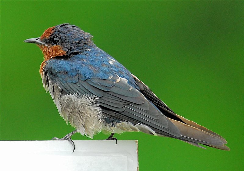 File:Hirundo tahitica.jpg