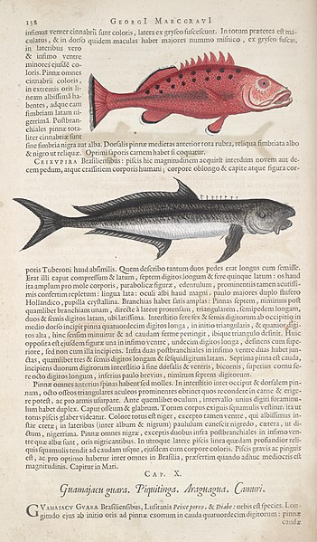 File:Historia naturalis Brasiliae (Page 158) BHL289251.jpg