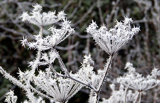 Hoar frost - Flickr - gailhampshire (2)