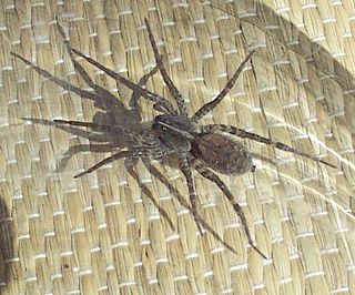 <i>Hogna frondicola</i> Species of spider