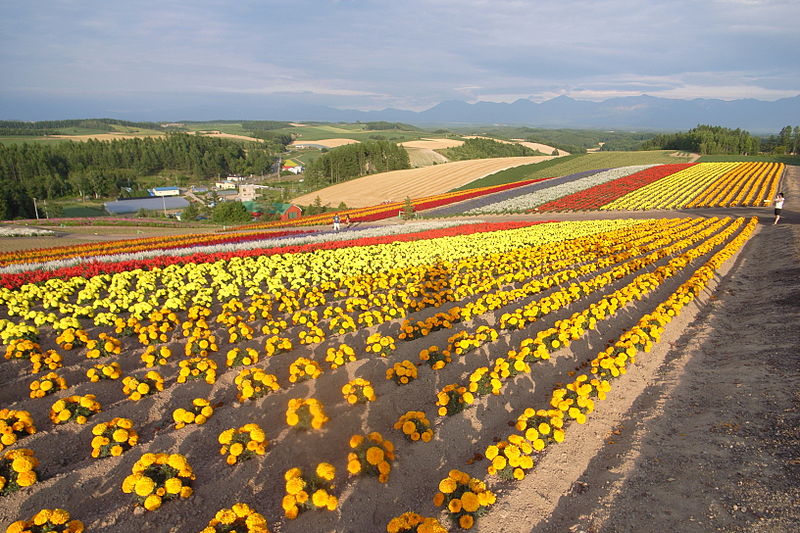 File:Hokkaido - Biei, 四季彩の丘 july 2007 (940778573).jpg