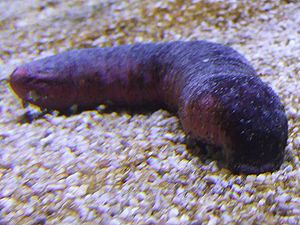 A sea cucumber feeding while on gravel