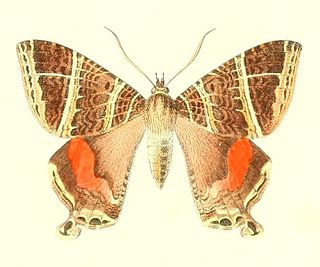 <i>Homidiana canace</i> Species of moth