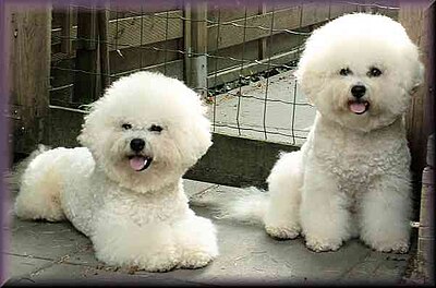 bichon frise lion cut