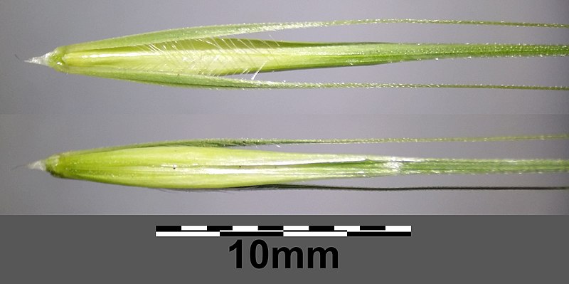 File:Hordeum murinum subsp. murinum sl21.jpg