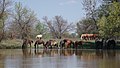 * Nomination Horses are drinking from Stary Ivanchug River, Astrakhan Oblast, Russia --LexKurochkin 20:10, 18 March 2021 (UTC) * Promotion Good quality. --A.Savin 22:58, 18 March 2021 (UTC)