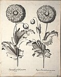 Miniatuur voor Bestand:Hortus Eystettensis, 1640 (BHL 45339 310) - Classis Aestiva 158.jpg