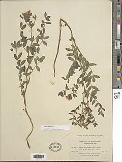 <i>Hosackia stipularis</i> Species of legume