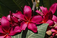 Hot pink frangipani in full bloom