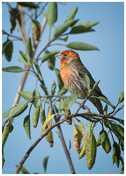 File:House Finch (52016692175).jpg