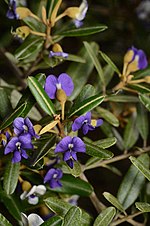 Thumbnail for Hovea longipes