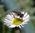 العربية: ذبابة حوّامة English: Syrphidae (Hoverfly)
